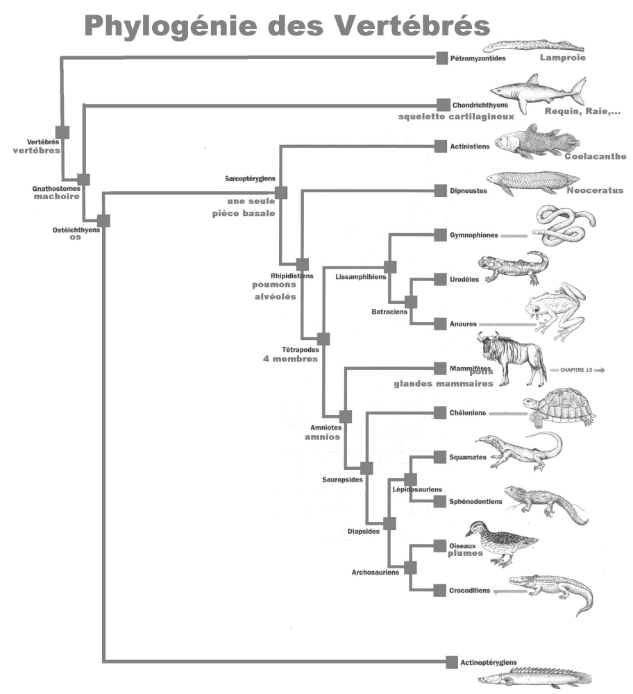 ARBRE VERTEBRES.jpg